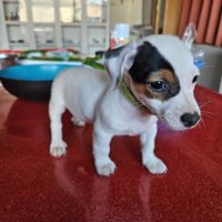 Chiot jack russel terrier #4