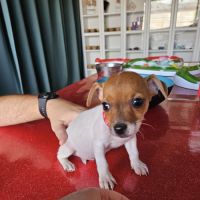 Chiot jack russel terrier #6