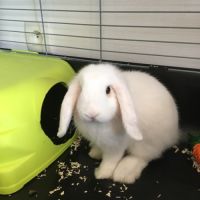 Indiana lapine bélier