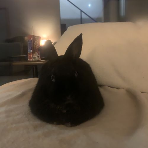 Niomi lapine naine #1