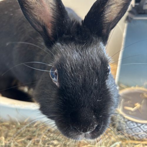 Niomi lapine naine #3