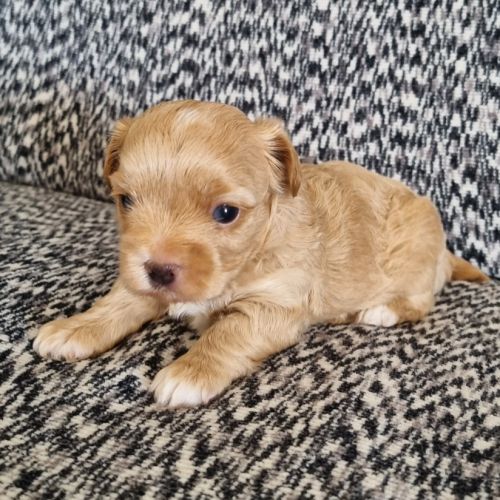 Chiots mâle golddust yorkshire terrier à vendre. #2