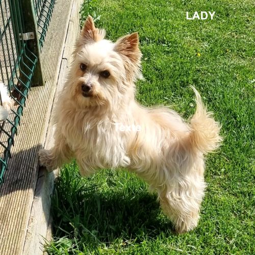 Chiots mâle golddust yorkshire terrier à vendre. #3