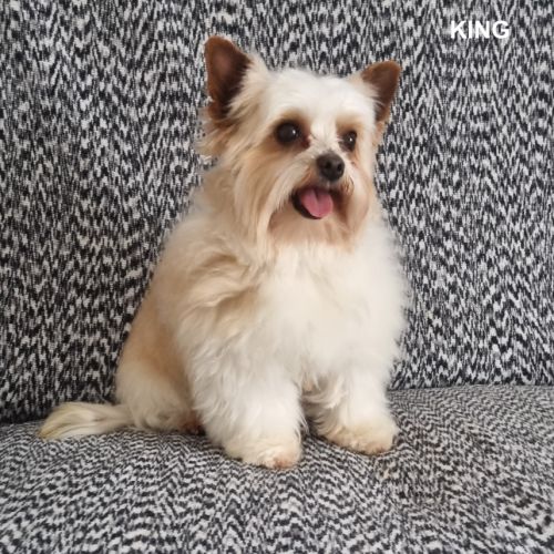 Chiots mâle golddust yorkshire terrier à vendre. #4