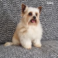 Chiots mâle golddust yorkshire terrier à vendre. #4