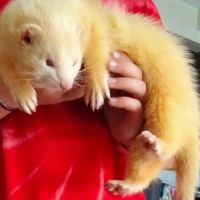 Vente furet male