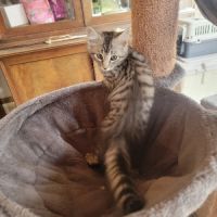 Chaton femelle type angora turc née de père loof