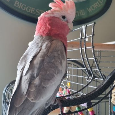 Cacatoes rosalbin mâle #0