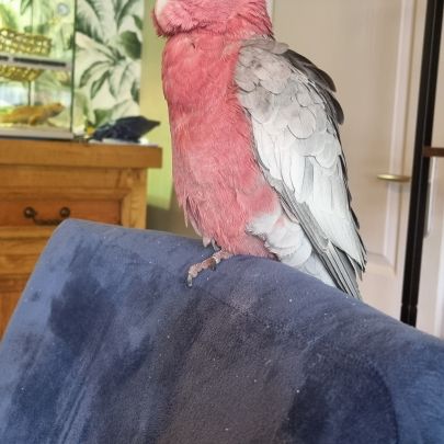 Cacatoes rosalbin mâle #2