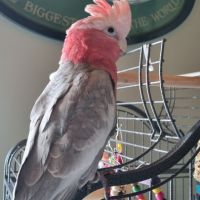 Cacatoes rosalbin mâle