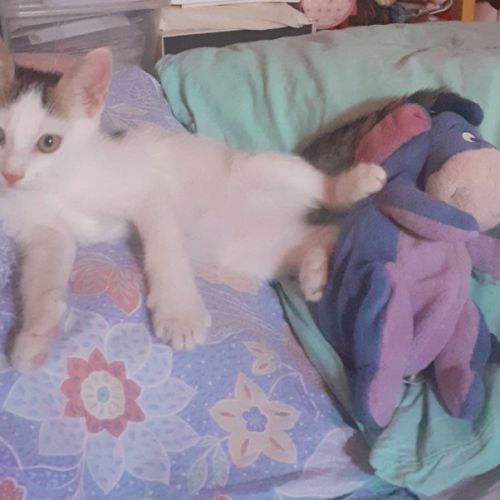 Duo de chatons à adopter #1