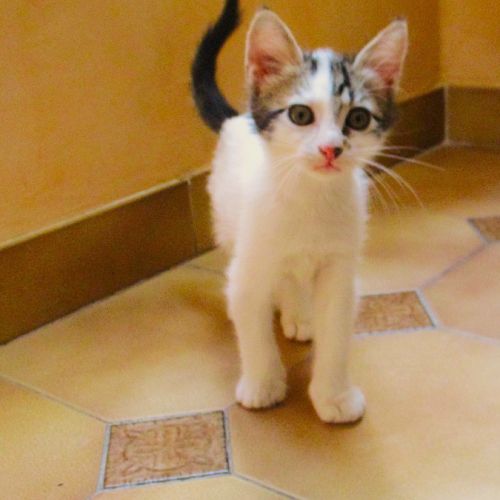 Duo de chatons à adopter #3