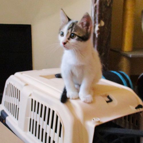 Duo de chatons à adopter #4