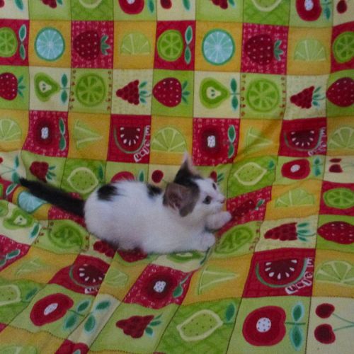 Duo de chatons à adopter