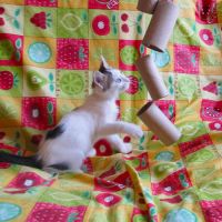 Duo de chatons à adopter #2