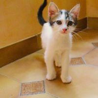 Duo de chatons à adopter #3