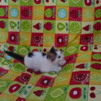 Duo de chatons à adopter