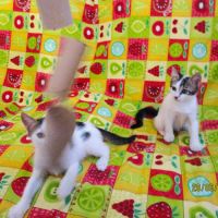 Duo de chatons à adopter #6