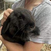 Très beau lapin bélier