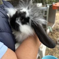 Très beaux lapereaux bélier