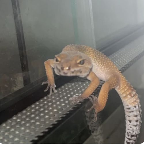 Gecko léopard à vendre avec terrarium (sans chau ) #1