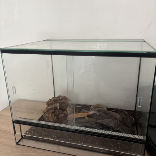 Gecko léopard à vendre avec terrarium (sans chau ) #0