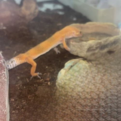 Gecko léopard à vendre avec terrarium (sans chau ) #3
