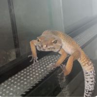 Gecko léopard à vendre avec terrarium (sans chau ) #1