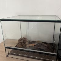 Gecko léopard à vendre avec terrarium (sans chau )