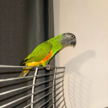 Youyou du sénégal #1