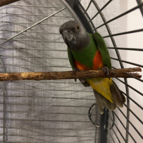 Youyou du sénégal #0