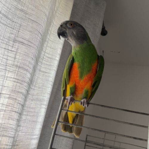 Youyou du sénégal #3