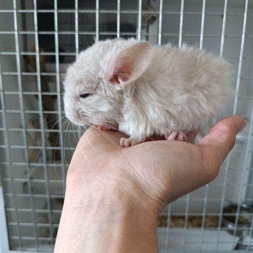 Chinchilla beige diamond #2