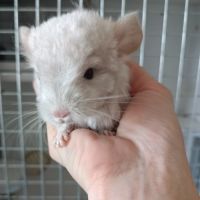 Chinchilla beige diamond #1