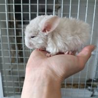 Chinchilla beige diamond #2