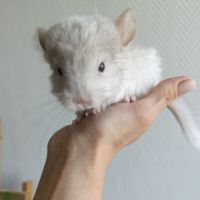 Chinchilla beige diamond #0