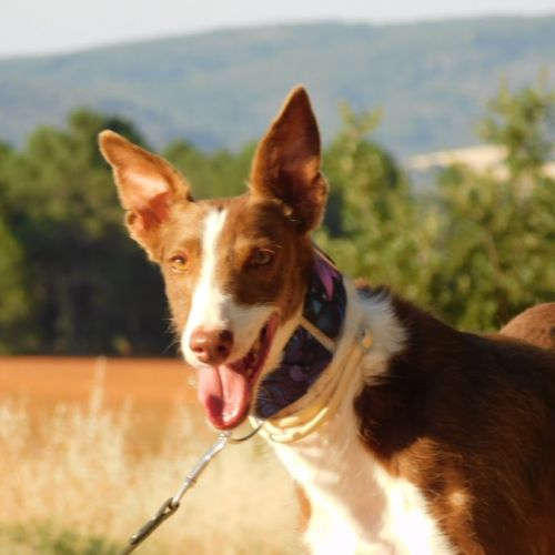 À l’adoption :  splendide mâle podenco #2