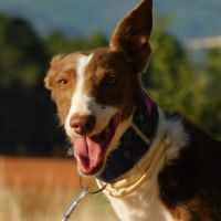 À l’adoption :  splendide mâle podenco #1