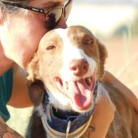 À l’adoption :  splendide mâle podenco