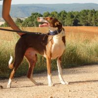 À l’adoption :  splendide mâle podenco #5