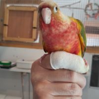 Conure molinae élevées à la main