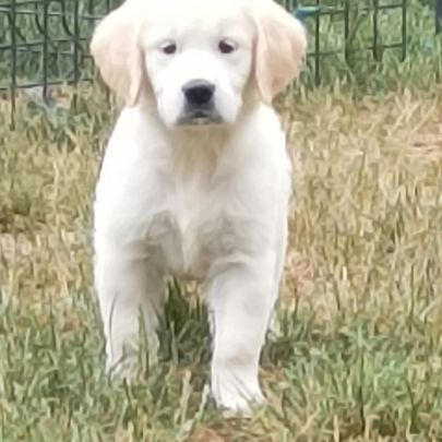 Chiots golden retriever lof #0