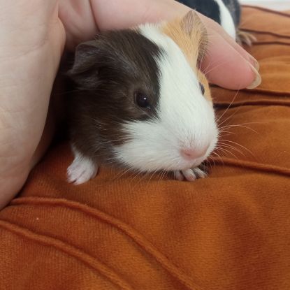 Bébés cochons d'inde tricolores #2