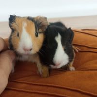 Bébés cochons d'inde tricolores #1