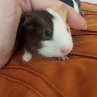 Bébés cochons d'inde tricolores #2