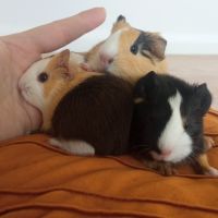 Bébés cochons d'inde tricolores