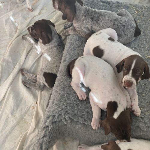 Chiots braque français de type gascogne #0