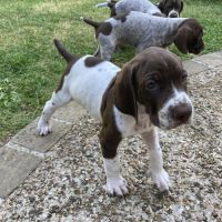 Chiots braque français de type gascogne #2