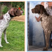 Chiots braque français de type gascogne #3