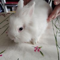 Lapin nain tête de lion